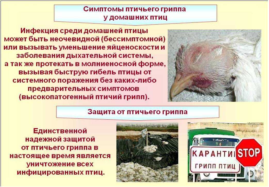 Советы по лечению микоплазмоза у кур: симптомы и лечение респираторного микоплазмоза у кур