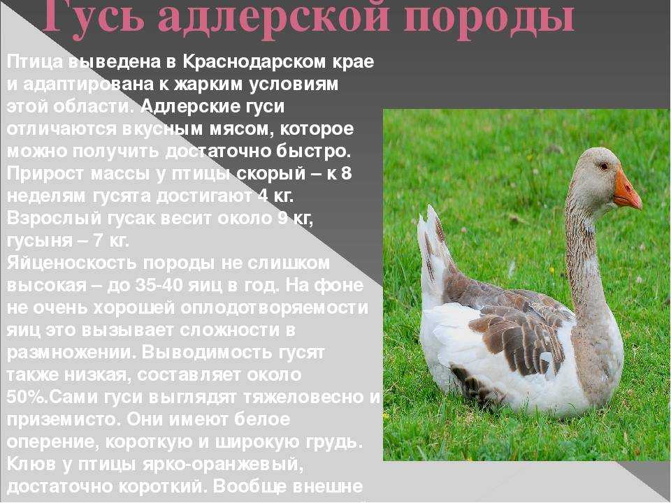 Породы домашних гусей: название и описание различных видов крупных гусей, особенности разведения, фото