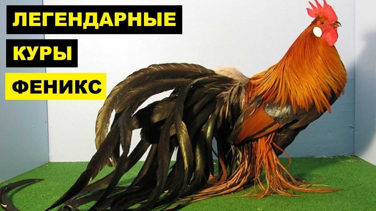 Аристократы куриного рода — декоративная порода феникс (йокогамская)