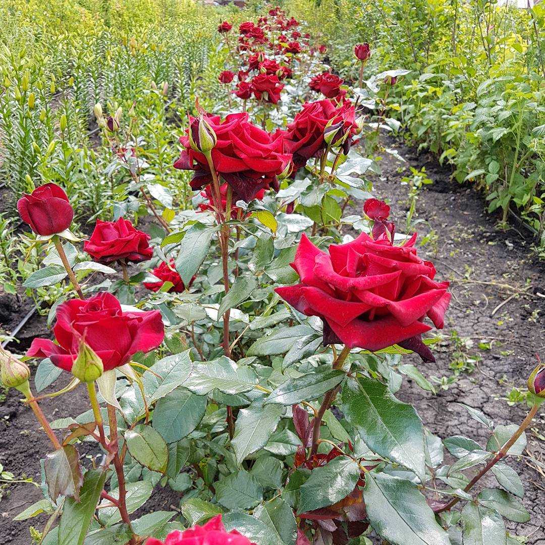 Роза ред наоми (red naomi) — описание голландского сорта