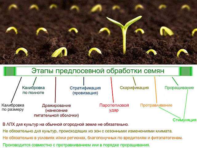 Обработка картофеля перед посадкой: чем обработать картошку от болезней и вредителей