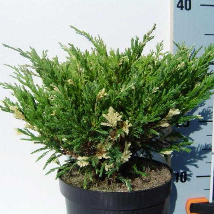Можжевельник казацкий вариегата (variegata): описание, фото, отзывы, посадка и уход