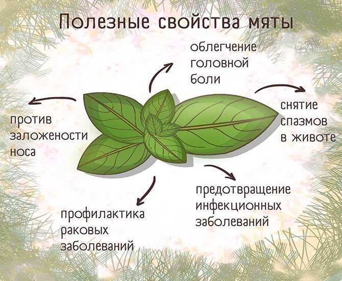 Мята🌿 14 лечебных свойств, польза и вред травы при заболеваниях