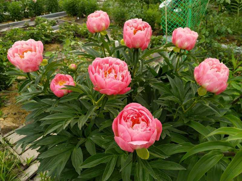 Все пионах Корал Сансет (Coral Sunset): описание сорта, уход, размножение