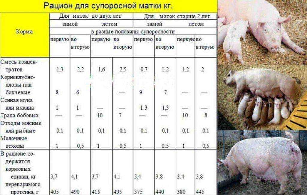 Породы свиней