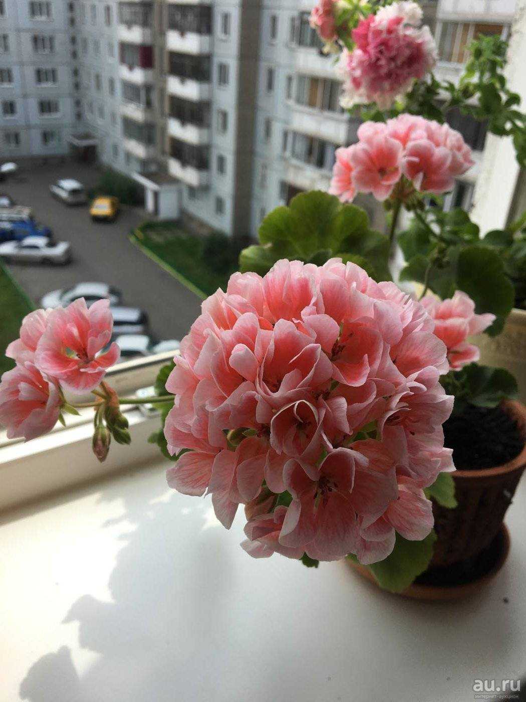 Пеларгония «салмон» (29 фото): описание пеларгоний «найт» и komtess, queen и других разновидностей