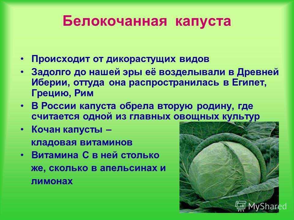 Почему вытягивается рассада? что делать? — ботаничка