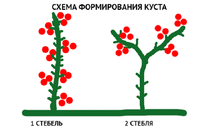 Томаты в теплице: как правильно формировать куст помидора