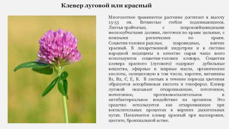 Польза клевера для организма. применение, рецепты