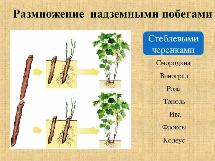Черная смородина — размножение зелеными черенками на supersadovnik.ru