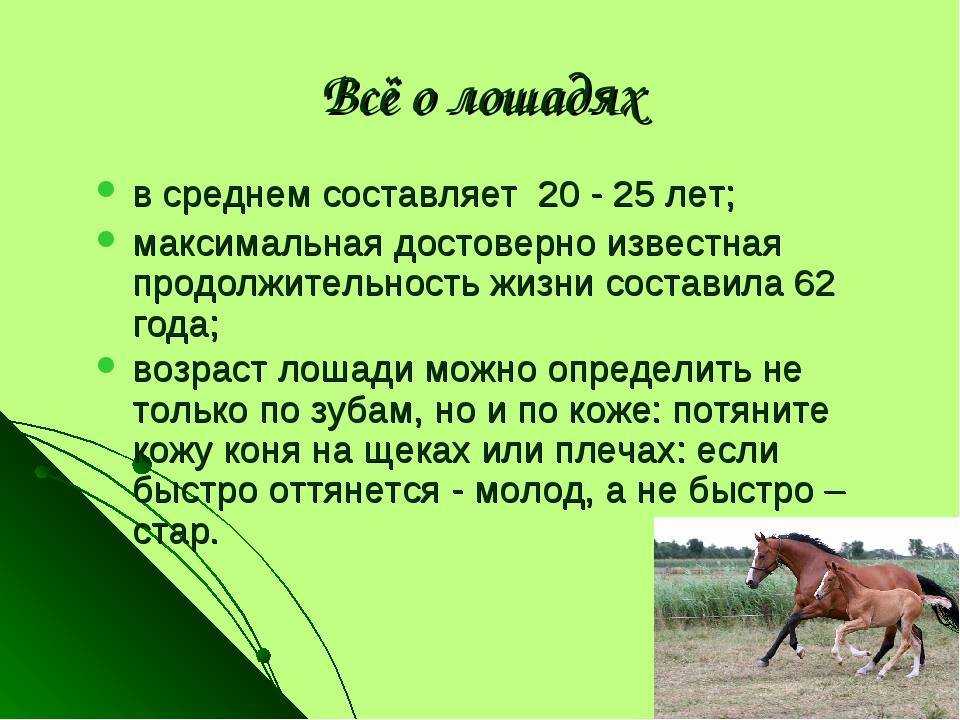 Как определяется возраст у лошади: сколько живут кони, возраст лошади по зубам