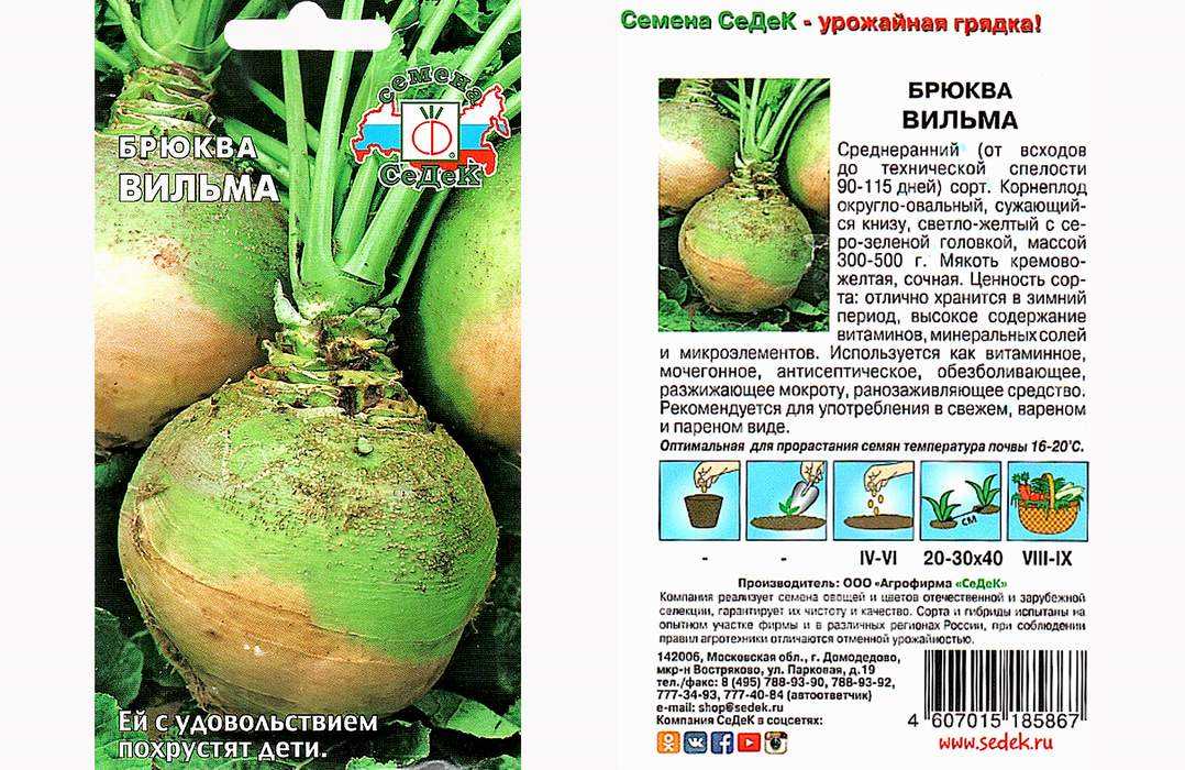 Когда и как правильно посадить брюкву | садоводство24