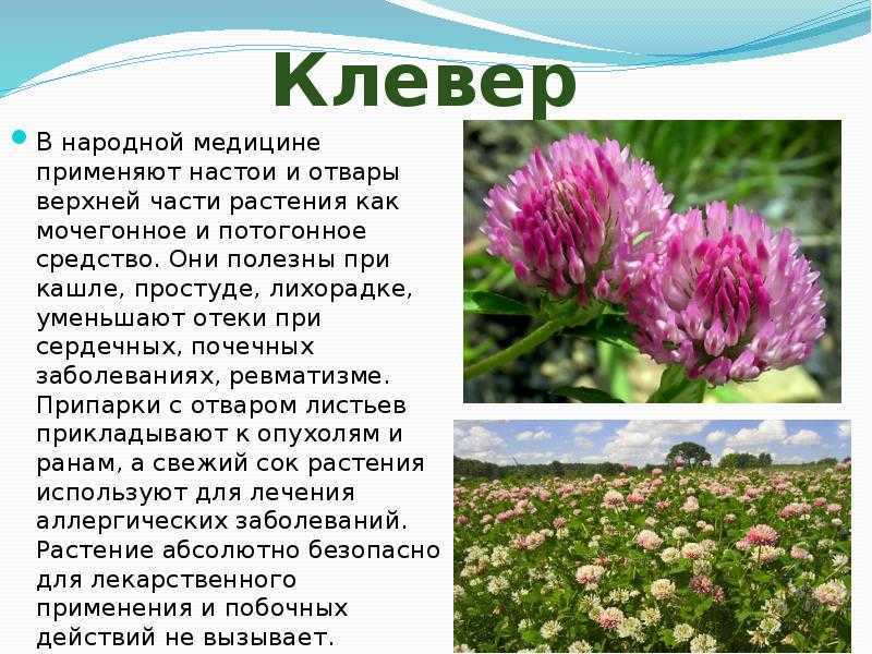 Свойства и разновидность клевера | cельхозпортал