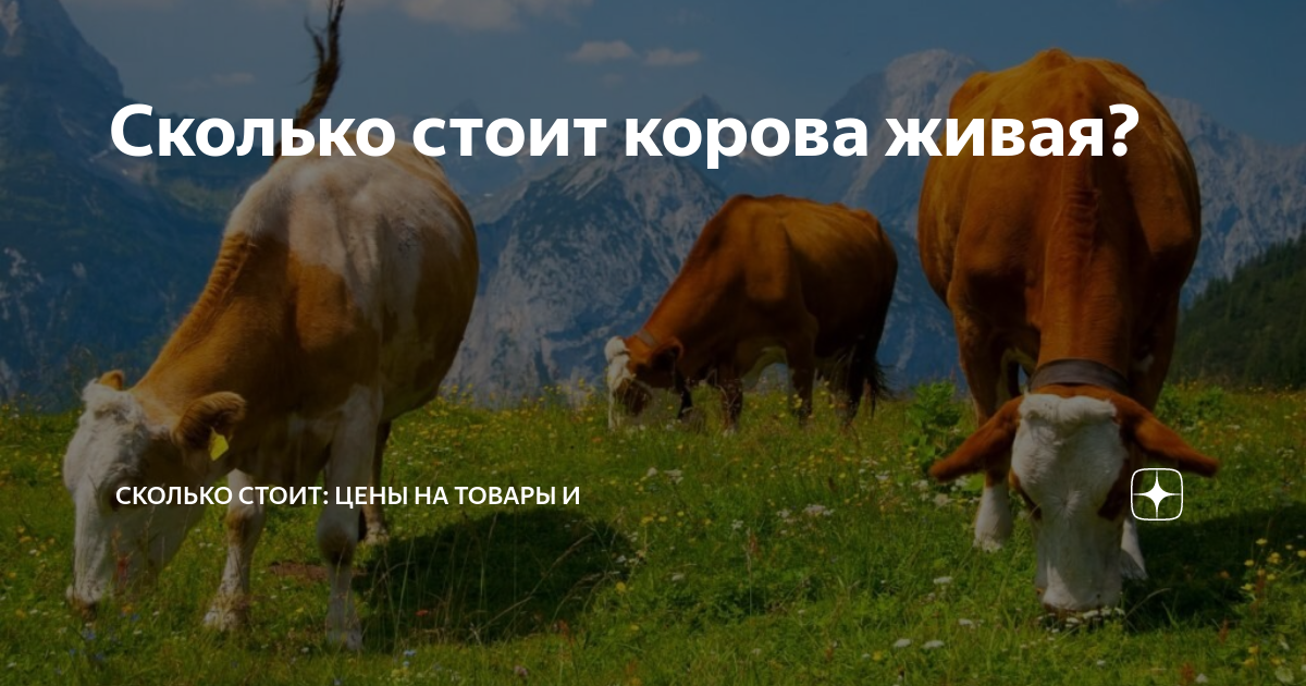 Сколько стоят молодые и взрослые коровы, продажа коров мясной и молочной пород