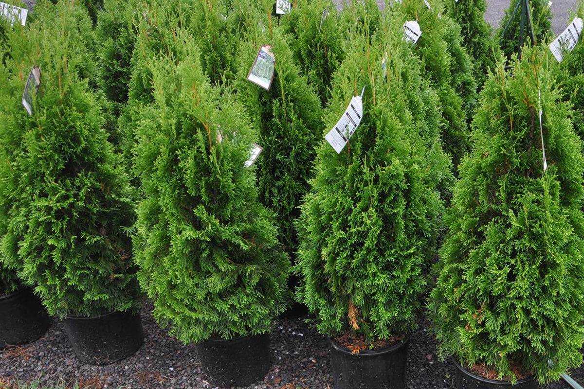 Туя западная мириам (thuja occidentalis mirjam): описание, посадка и уход, использование в ландшафтном дизайне, фото