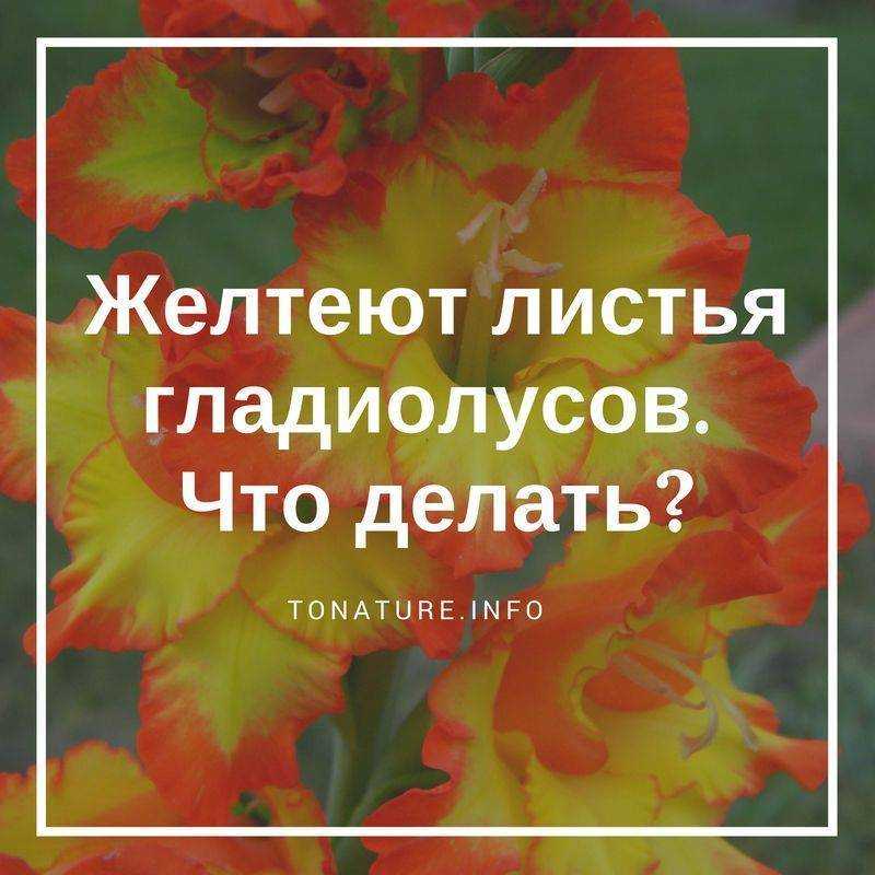 Болезни и вредители гладиолусов. уход. меры борьбы. фото — ботаничка
