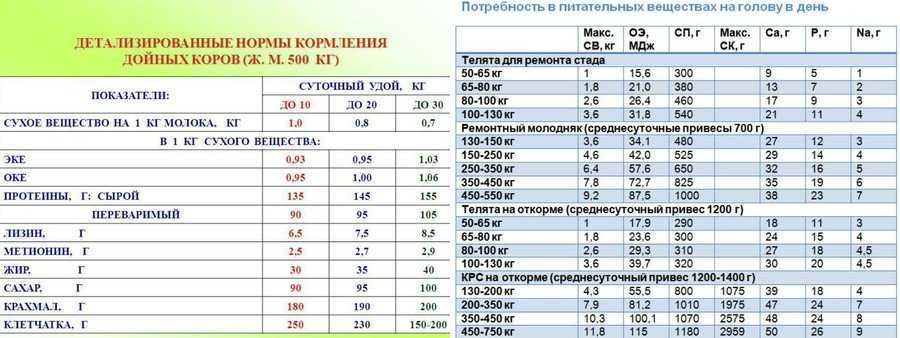 Кормовые культуры растений