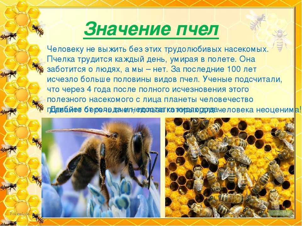 Все о пчелах (интересные факты)