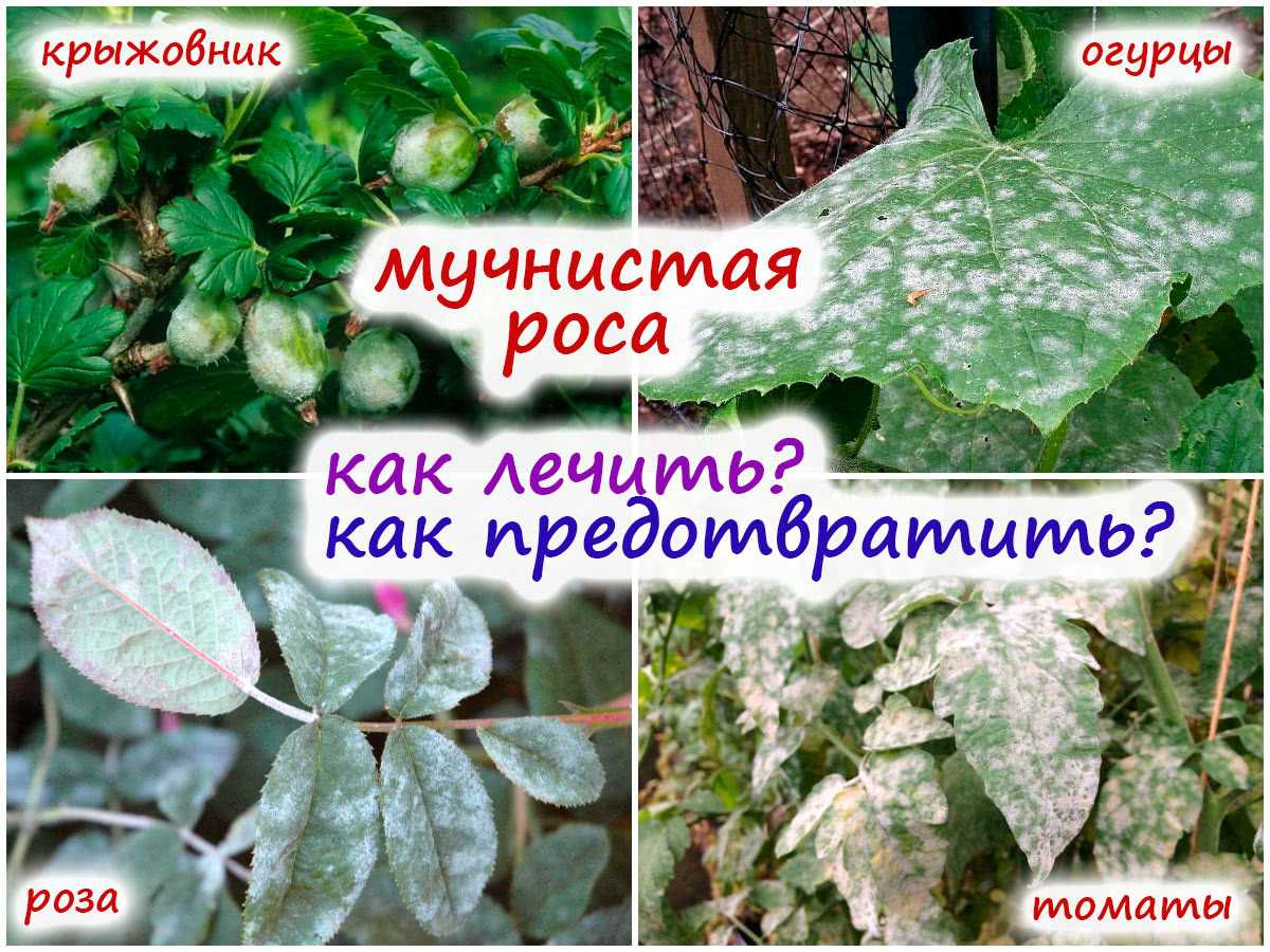 Как бороться с мучнистой росой на цветах при помощи традиционных и народных методов лечения?