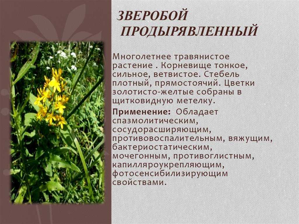 Зверобой продырявленный (hypericum perforatum l.) - лекарственное, чайное растение. описание, действие, применение, вещества, полезные свойства и противопоказания. лекарственная трава. используют трав