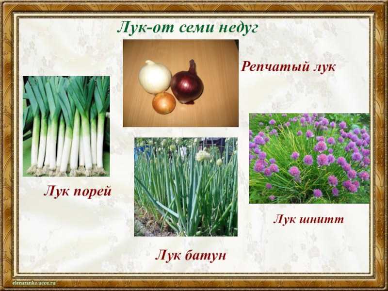 Шнитт-лук выращивание круглый год