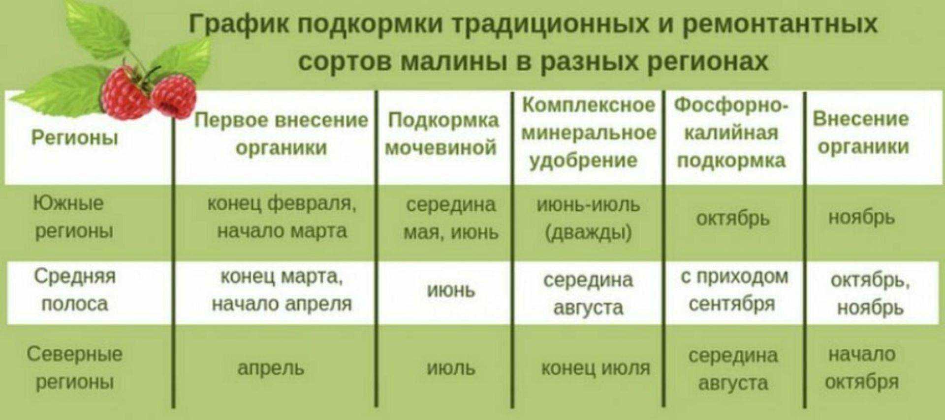 Полив деревьев: когда, сколько, как на supersadovnik.ru