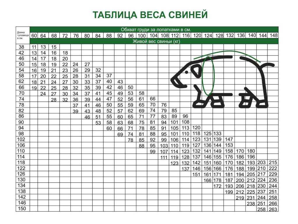 Самые большие свиньи в мире: великолепная четверка и новичок – клуб любителей хрюш