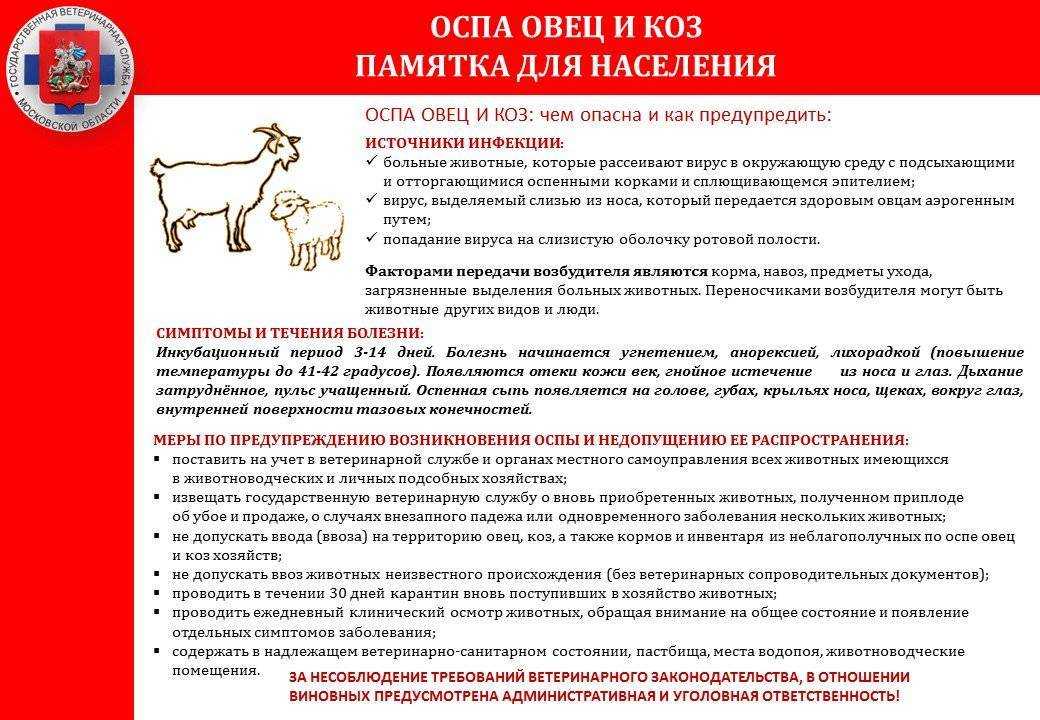 Болезни коз: симптомы и лечение кашля, бруцеллеза и кетоза