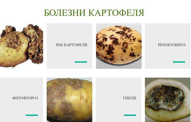 Рак картофеля - агрофолио
