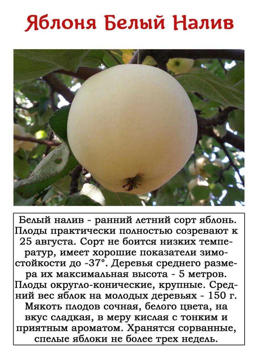 О яблоне Папировка: описание и характеристики сорта, посадка и уход