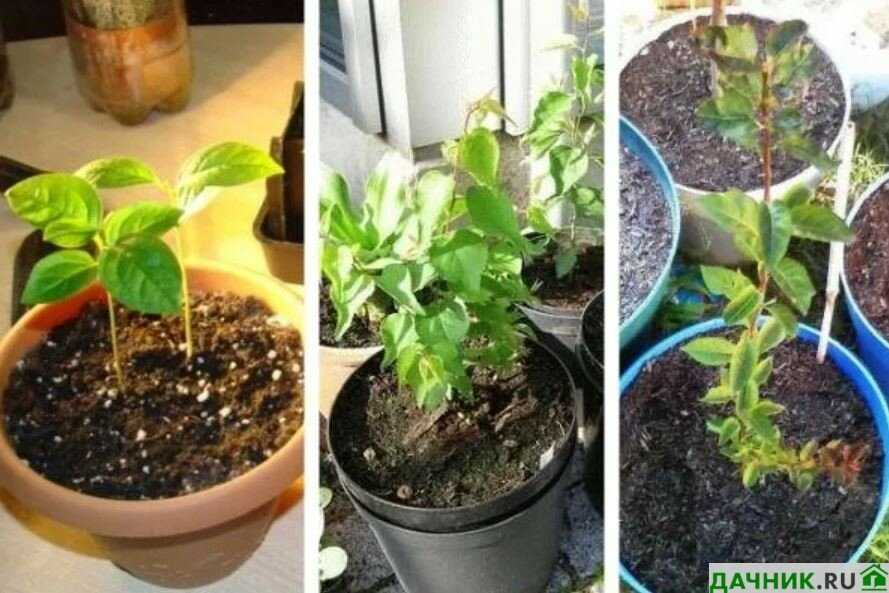 Можно ли из семечка яблока вырастить дерево: размножение культуры семенами