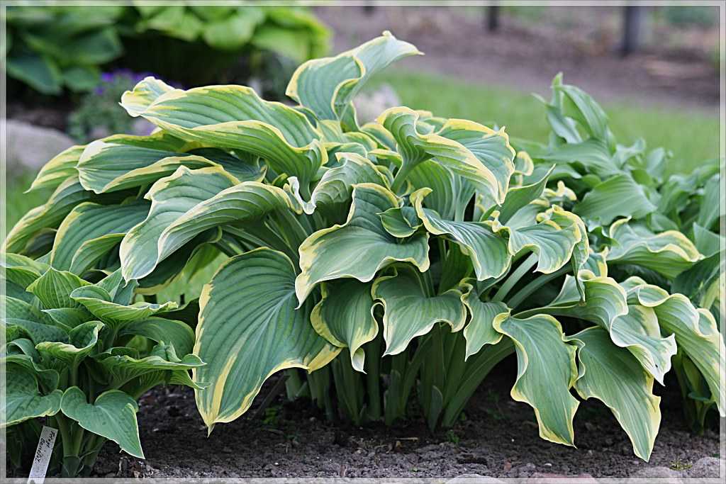 Хоста зибольда (hosta sieboldiana): характеристики, посадка и уход, выращивание, размножение