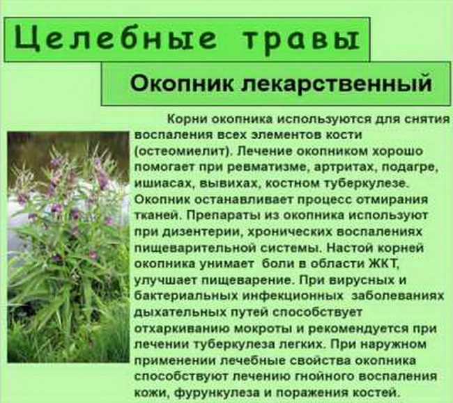 Полезные свойства меда: какие болезни он лечит и как правильно его принимать