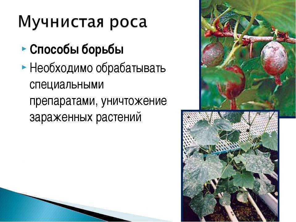 Ложная мучнистая роса на огурцах: меры борьбы, народные средства