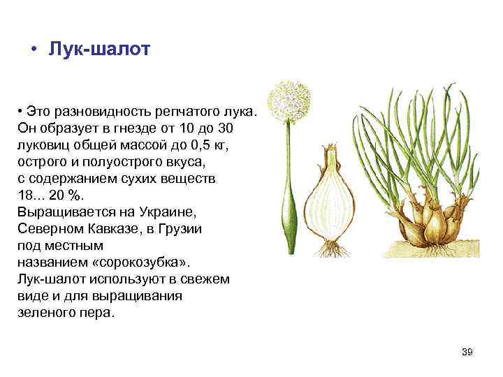 15 самых популярных видов лука со всего мира