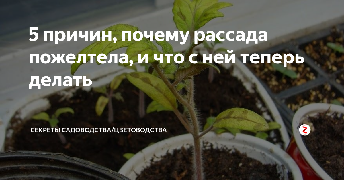 Болезни помидоров: почему белеют листья и как это исправить