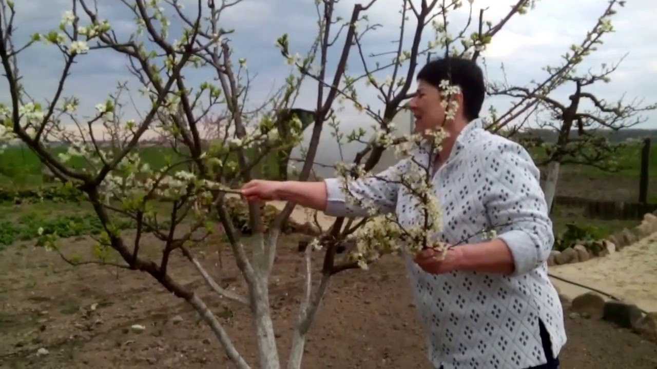 Груша лада фото - описание сорта, выращивание и уход