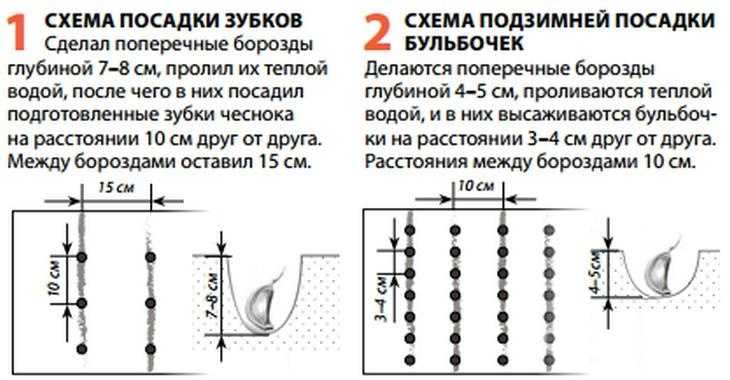 Выращивание чеснока в открытом грунте: советы и правила
