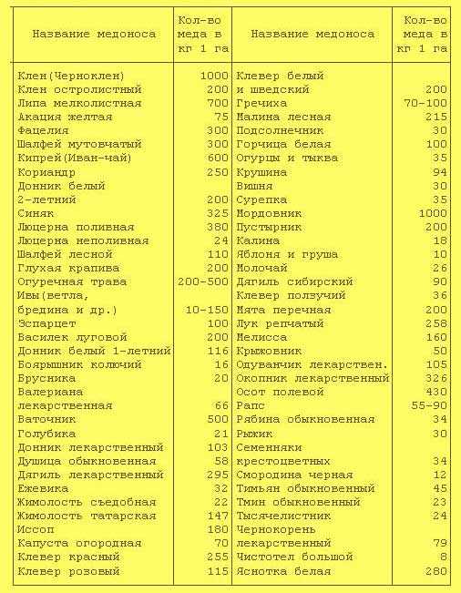 Лучшие однолетние растения-медоносы. названия, описание, фото — ботаничка