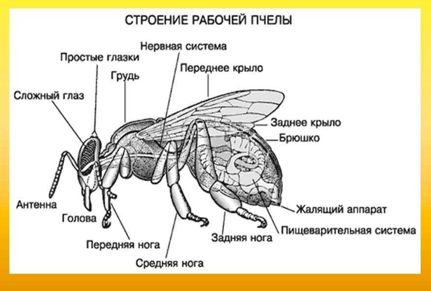 Зачем нужны осы – их роль и функции в природе