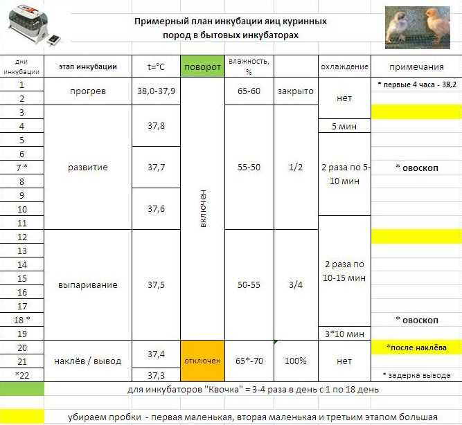 Цыплята кур и бройлеров (от зародыша курицы): развитие цыпленка в яйце по дням