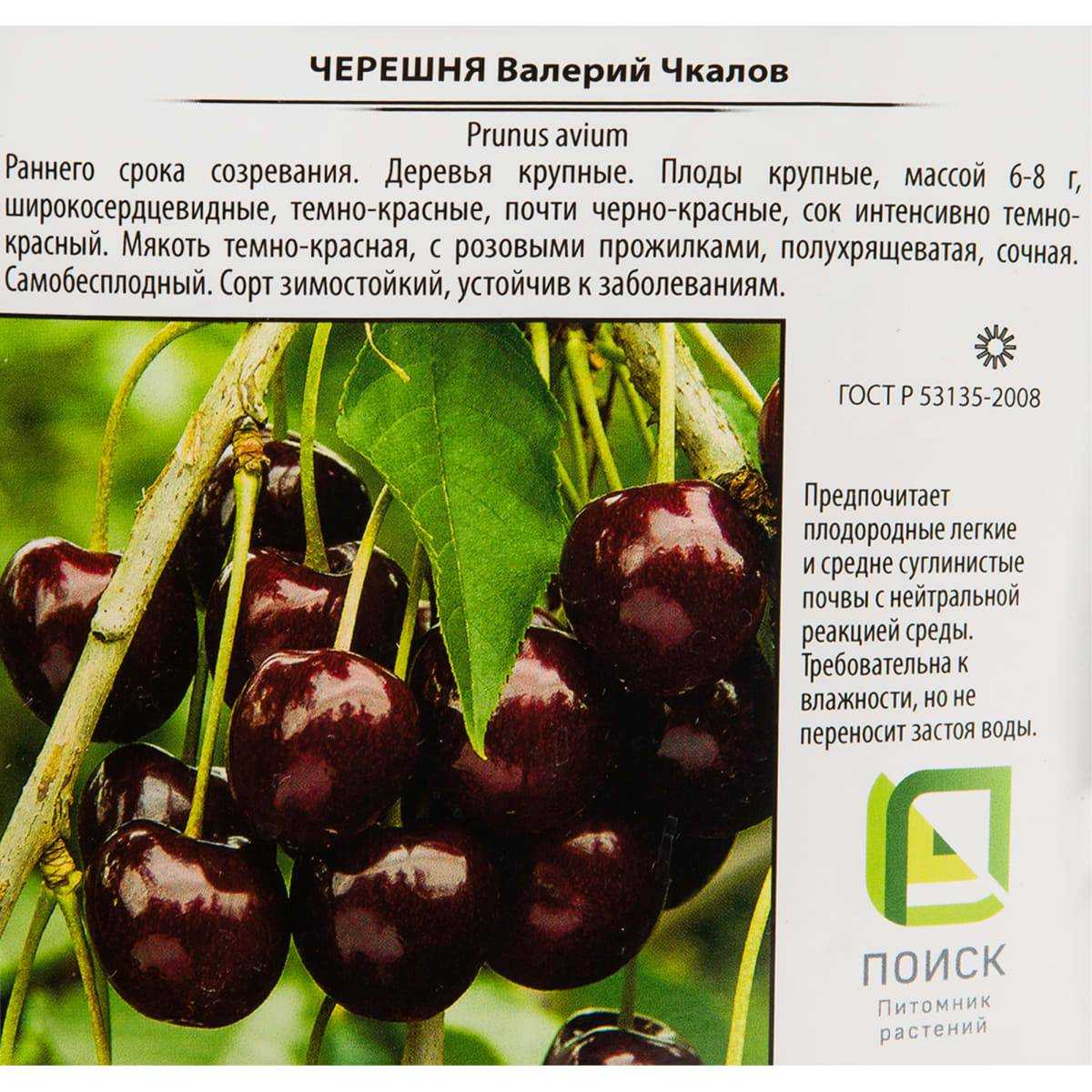 Черешня ипуть: описание сорта, характеристика, плюсы и минусы, посадка и уход, фото, отзывы
