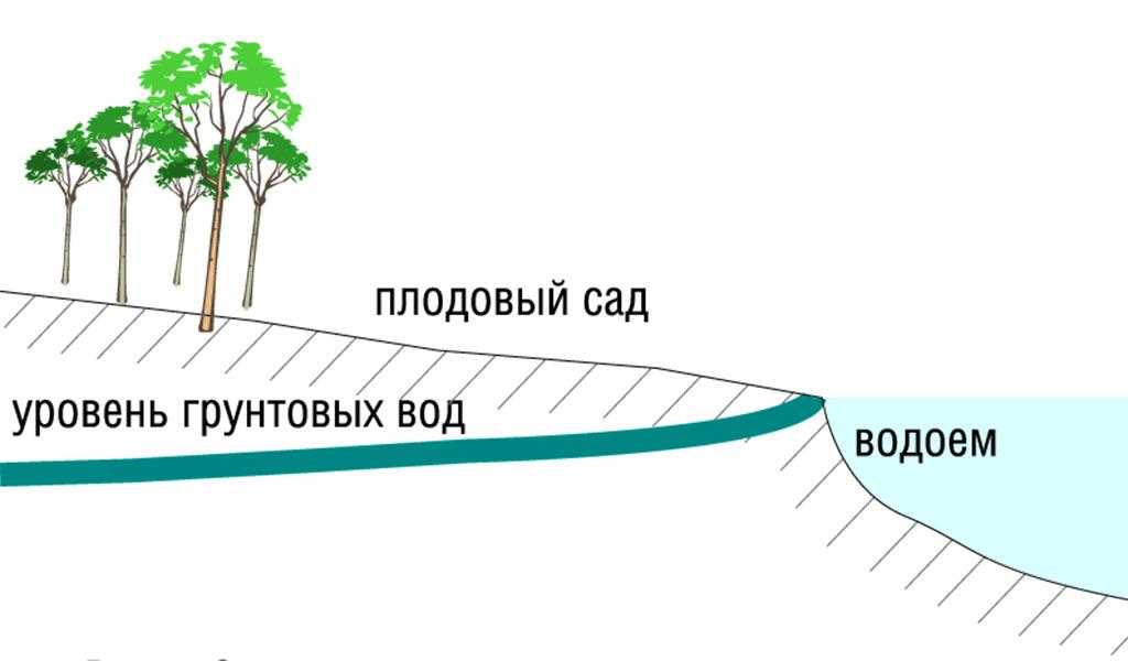 Близко грунтовые воды: как посадить яблоню