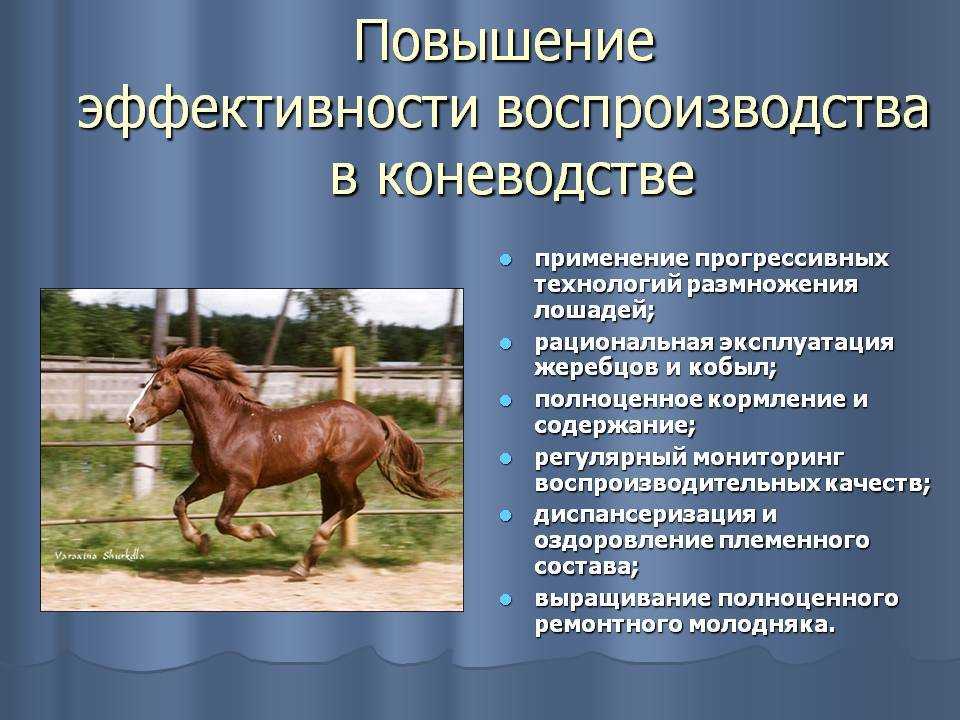Дикие лошади мустанги