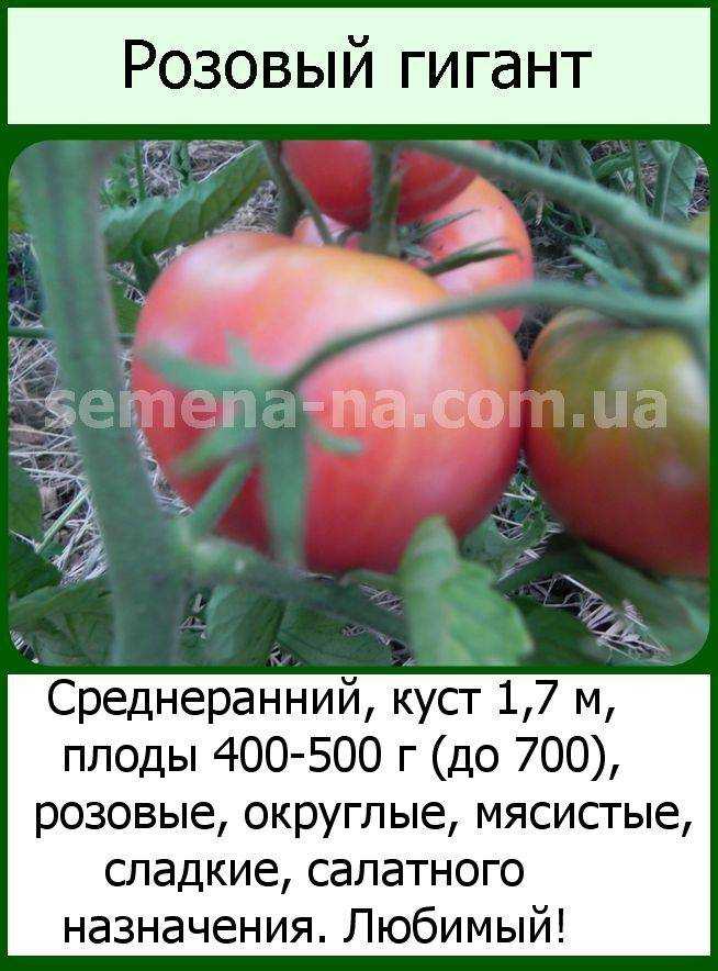 Томат "розовый гигант": характеристика и описание сорта, фото, отзывы