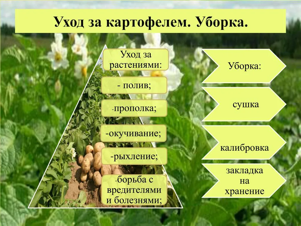 Окучивание картофеля: сроки, как правильно, способы