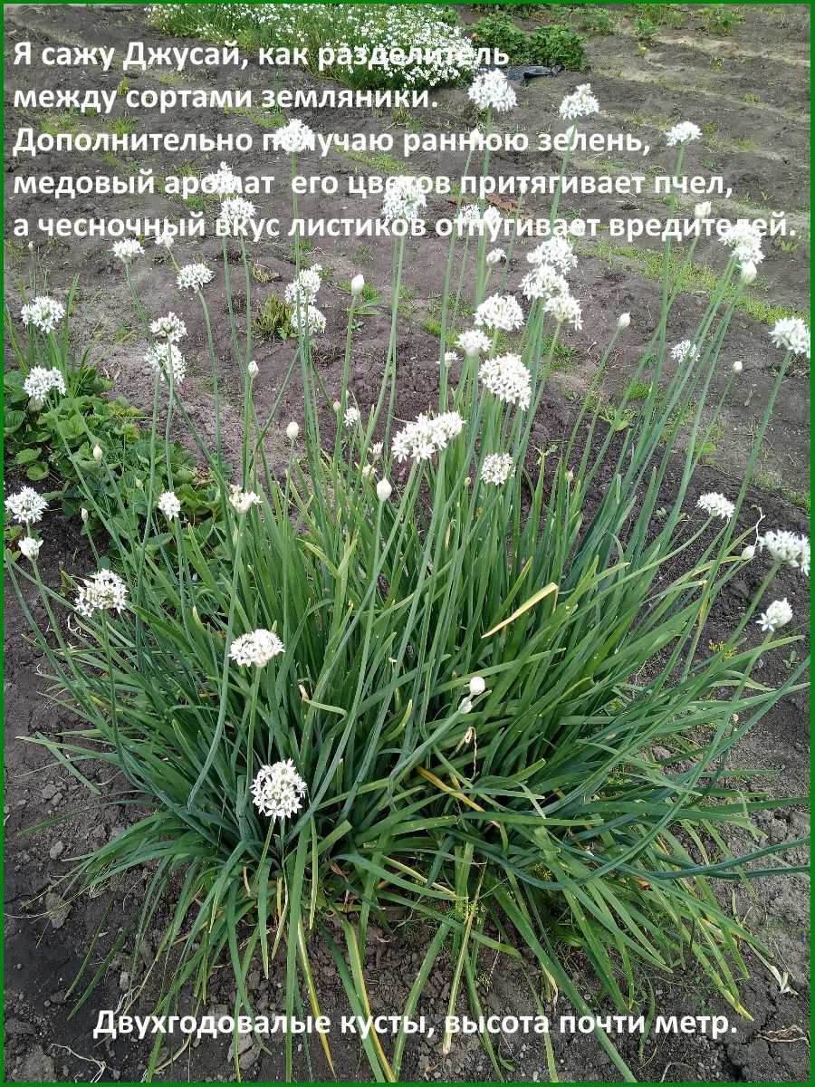 Лук душистый пикантный выращивание из семян