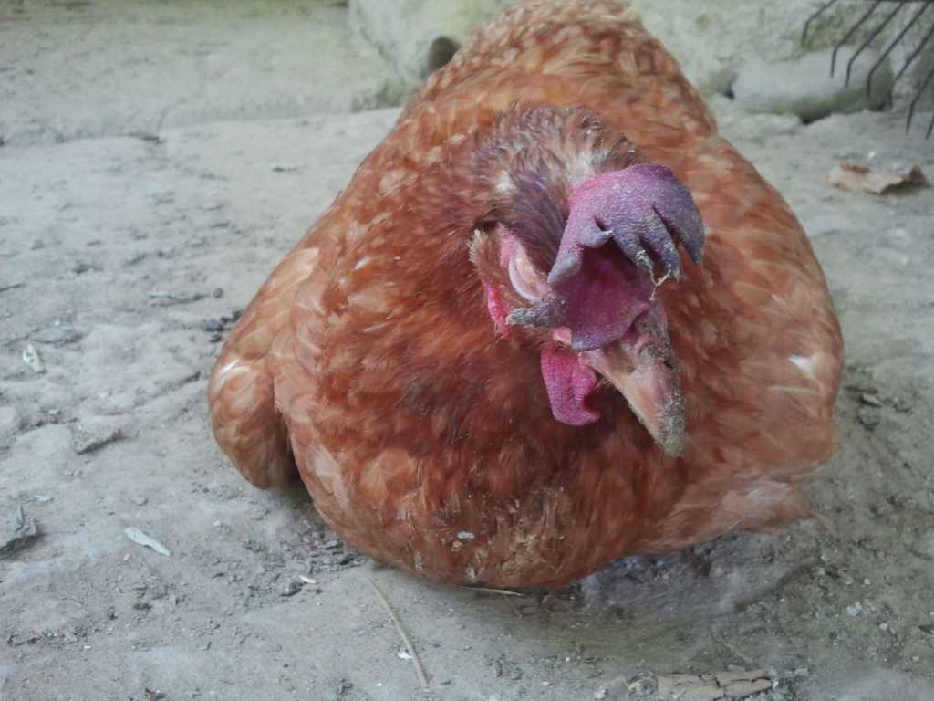 Куры падают на ноги