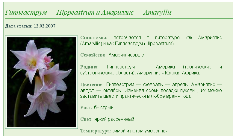 Гиппеаструм (30 фото): выращивание и уход в домашних условиях