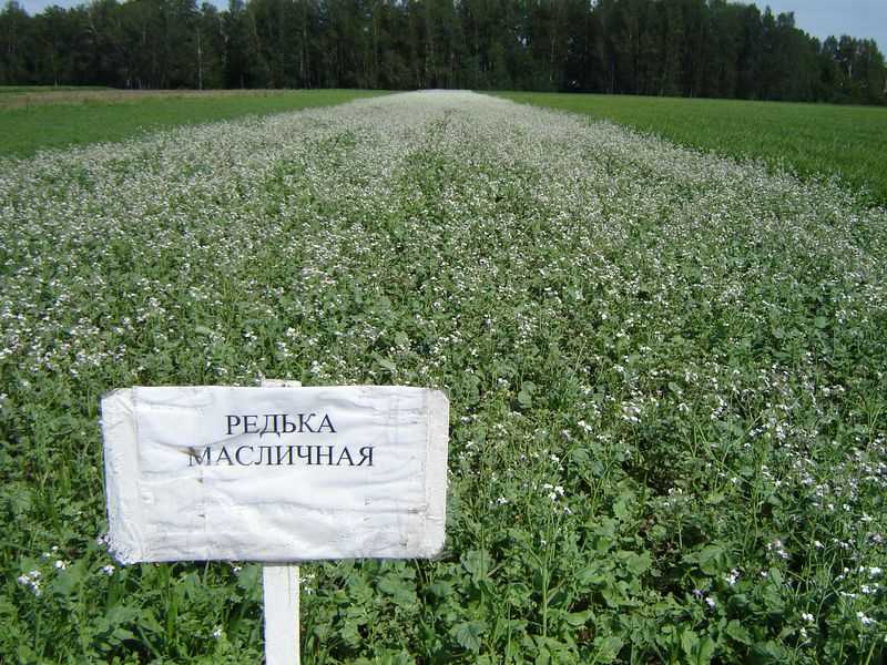 Редька масличная как удобрение и кормовая культура: когда сажать, технология возделывания
